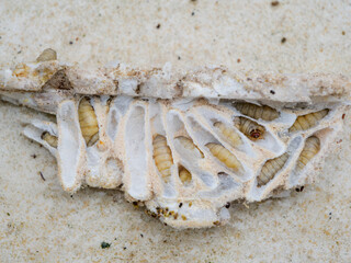 Wachsmotten Larven im Nest sitzend verpuppt