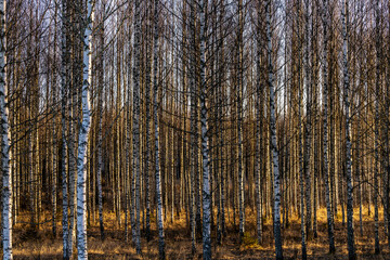 Obraz premium Uppsala, Sweden A stand of birch trees during a winter sunset.