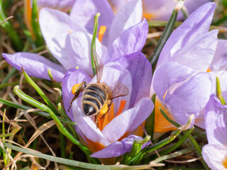 Honigbiene r&uuml;ckansicht auf Krokusbl&uuml;te