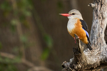 Fototapeta premium Grey-headed Kingfisher (Halcyon leucocephala) perched on a branch in South Luangwa National Park, Zambia