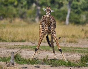 Thornicroft giraffe (Giraffa camelopardalis thornicrofti) drinking from a pool in South Luangwa National Park, Zambia