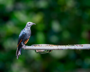 Red Winged Starling