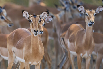 Large group of Impala (Aepyceros melampus) sheltering under a tree in South Luangwa National Park, Zambia