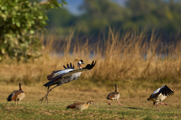 Fototapeta premium Grey Crowned Cranes (Balearica regulorum) in South Luangwa National Park, Zambia
