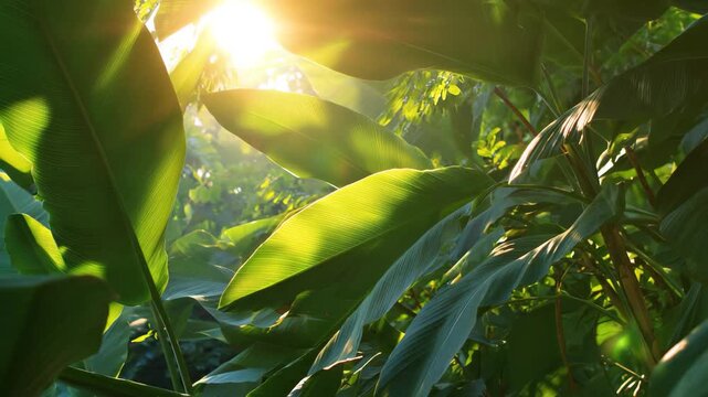 Late Afternoon Sunlight Filtering Through Lush Tropical Leaves, Late afternoon sunlight streams through vibrant tropical leaves