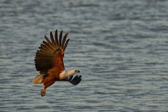 African Fish-Eagle (Icthyophaga vocifer) flying low over the Luangwa River in South Luangwa National Park, Zambia