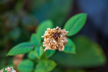 Gardenia Withered flower macro with soft natural background, concept of impermanence and natural decay.