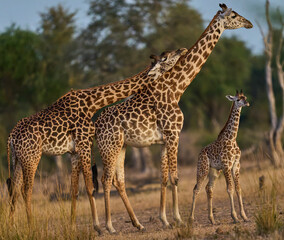 Obraz premium Group of Thornicroft giraffe (Giraffa camelopardalis thornicrofti) with young in South Luangwa National Park, Zambia
