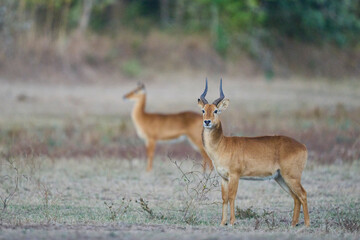 Fototapeta premium Male Puku (Kobus vardoni) in South Luangwa National Park, Zambia