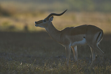 Male Impala (Aepyceros melampus) displaying and chasing females during the annual rut in South Luangwa National Park, Zambia
