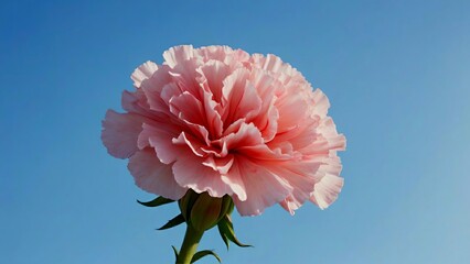 Pastel pink carnation flower against clear blue sky, closeup. Generative AI. 