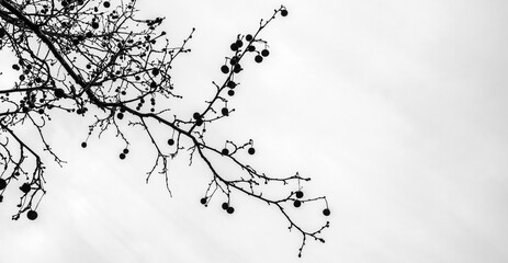 arte conceptual de una rama de almendro español en Castellón 