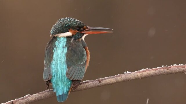 Kingfisher in a winter landscape with beautiful snowfall