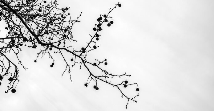 arte conceptual de una rama de almendro espa&ntilde;ol en Castell&oacute;n 