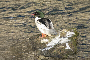 Common merganser (Mergus merganser) sitting on a stone in Zurich, Switzerland