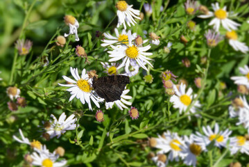European peacock butterfly (Aglais io) sitting on a daisy in Zurich, Switzerland