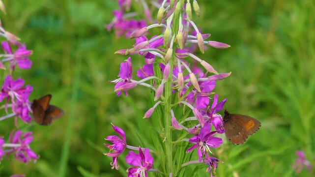 Close-up footage of a small brown butterfly (Small Heath, Coenonympha pamphilus) resting on the vibrant purple flowers of Fireweed (Chamaenerion angustifolium), also known as Rosebay Willowherb or Blo