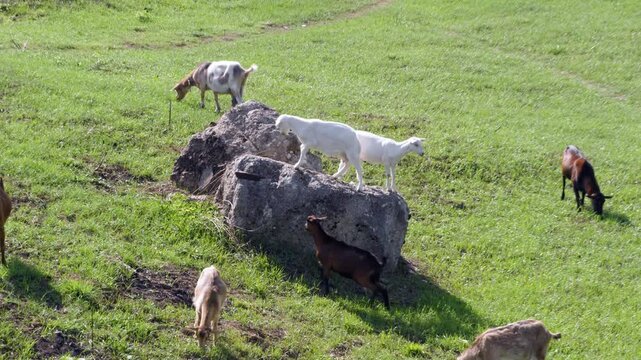 Young kids playing and fighting on rocks with a goat herd grazing in background