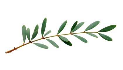 A sprig of rosemary on transparent background for culinary and herbal concepts