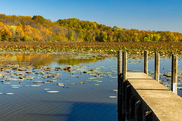 boat dock with lily pads in autumn