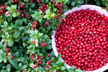 Lingonberry shrub with berries and harvested lingonberries in bowl (vaccinium vitis-idaea)