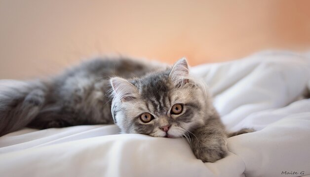preciosa gata persa consentida de 1 a&ntilde;o amor por los gatos y las mascotas