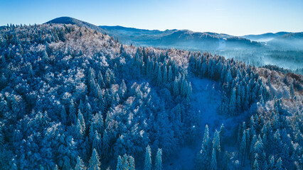 Winter Forest Wonderland Aerial
