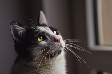 Fototapeta premium portrait of a cat