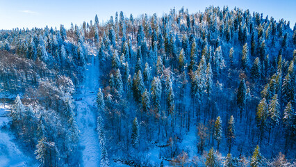 Winter Forest Aerial View © Viktor