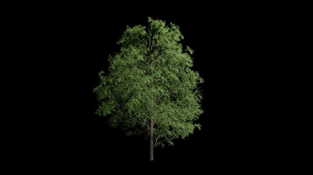 Acer Pseudoplatanus tree c swaying in summer wind, realistic animation with transparent background and alpha channel.