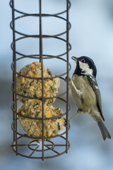 Coal tit (Periparus ater) at a bird feeder with fat balls. It is the smallest species of tit in Central Europe. Its characteristic features are its black head with white cheeks and a striking white pa