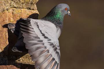 A pigeon sits on a castle tower in the sun, spreading its feathers