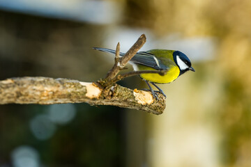 Close-up of a great tit (Parus major) on a branch.Characteristic features include the black head with white cheek patches and the bright yellow belly.