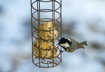 Coal tit (Periparus ater) at a bird feeder with fat balls. It is the smallest species of tit in Central Europe. Its characteristic features are its black head with white cheeks and a striking white pa