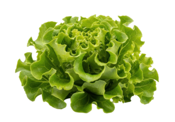 Pristine emerald green loose-leaf lettuce, crisp texture, dewy, ruffled edges, isolated on a transparent studio background with copy space. Concept of fresh food purity