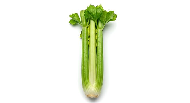 Fresh celery stalk on white background isolated on white background