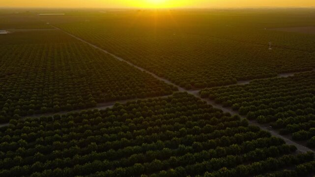 Early morning sunrise over a citrus orchard, with sunlight reflecting across rows of trees. 