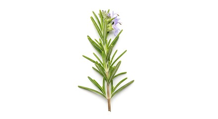 Fototapeta premium Single branch of lavender with flowers isolated on white background