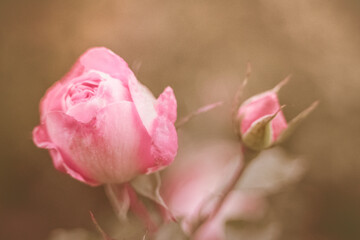 Rose mit Knospe rosa pink Vintage