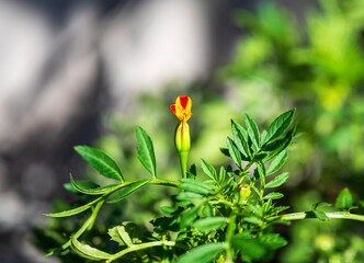 The beautiful Gerbera flower in garden