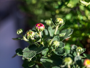 The beautiful Gerbera flower in garden