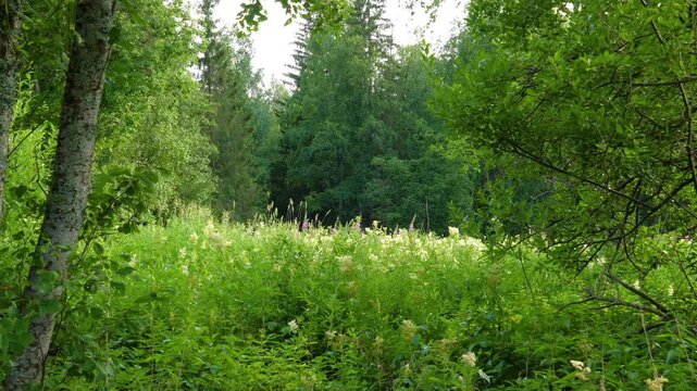Scenic summer landscape of a vibrant green forest clearing in the Southern Urals, Russia. The area is filled with dense vegetation, tall grass, and white wildflowers, possibly meadowsweet (Filipendula