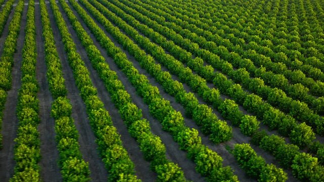Aerial view of a citrus orchard after sunrise, showcasing the organized layout of green trees and fertile farmland. 