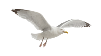Majestic white seagull bird captured in mid-flight with wings fully extended on transparent background