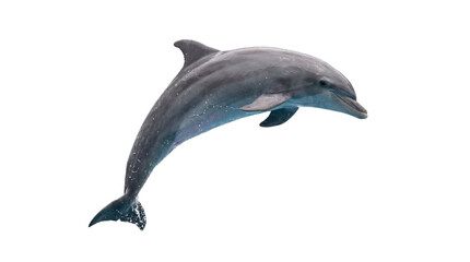 Sleek grey bottlenose dolphin powerfully leaps out of the water on transparent background