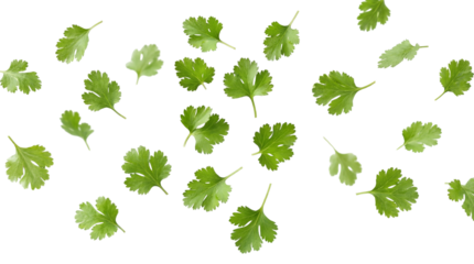 Scattered fresh coriander leaves floating gently in the air on transparent background