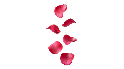 Fototapeta premium Several deep pink rose petals elegantly floating downwards on transparent background