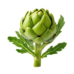 Fototapeta premium Fresh green artichoke with leaves, isolated on a white background.