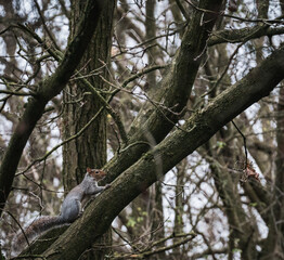 Fototapeta premium squirrel on a tree in the woods