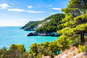 Bright turquoise bay along the Gargano coast framed by lush Mediterranean pine trees, Apulia, Italy